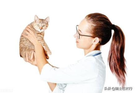 鸡和虎的属相合不合