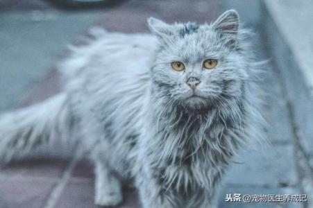 7岁猫被主人遗弃后续