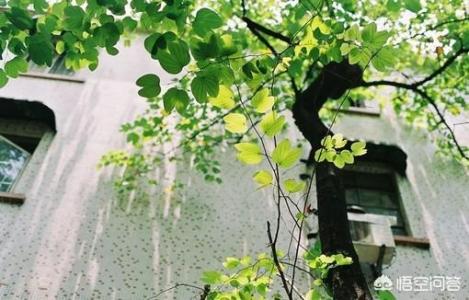 你见过最悲惨的人生是什么样的
