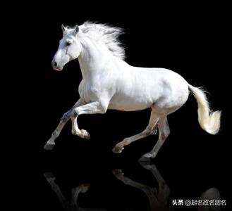 马配马的婚配怎样