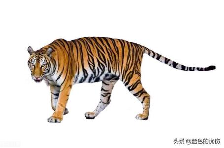 生肖虎最亲近的人是谁