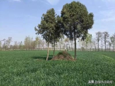 坟前后有树好吗