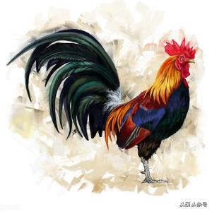 和属鸡的人相处必须忍受什么