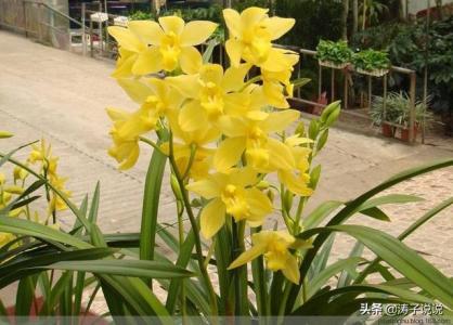 家里养黄色的花有什么说法吗