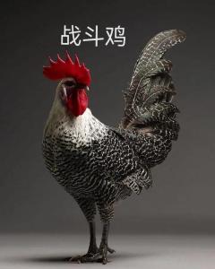 生肖鸡最不喜欢和谁共事