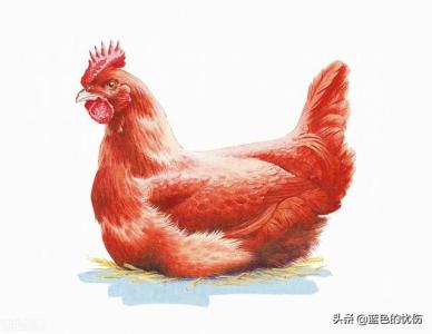 属鸡女到底是什么样的一个人