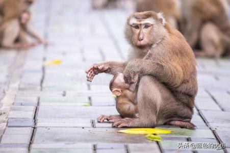 属猴人是不是特别自私