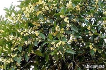 桂花树不宜种在哪里