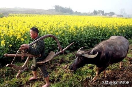生肖牛不喜欢和什么人在一起