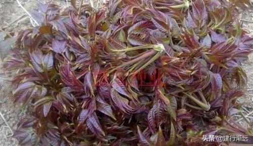 庭院种香椿树有什么讲究