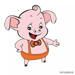 属猪的本命年要注意些什么