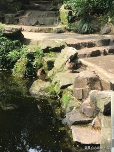属相虎和鸡相配好吗