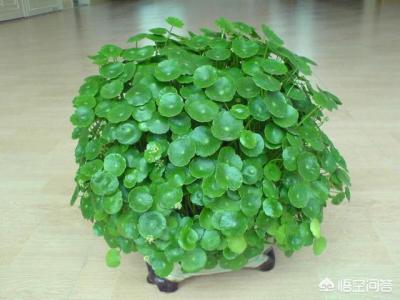铜钱草卧室可放吗